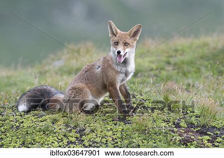 "Red Fox (Vulpes vulpes) sitting on an alpine meadow, panting, Tyrolean Unterland, Tyrol, Austria, Europe" View Large Photo Image Stock Image - "Red Fox (Vulpes vulpes) sitting on an alpine meadow, panting, Tyrolean Unterland, Tyrol, Austria, Europe". Fotosearch