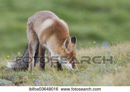 "Red Fox (Vulpes vulpes) sniffing grass on an alpine meadow, Tyrolean Unterland, Tyrol, Austria, Europe" View Large Photo Image Stock Photograph - "Red Fox (Vulpes vulpes) sniffing grass on an alpine meadow, Tyrolean Unterland, Tyrol, Austria, Europe". Fotosearch