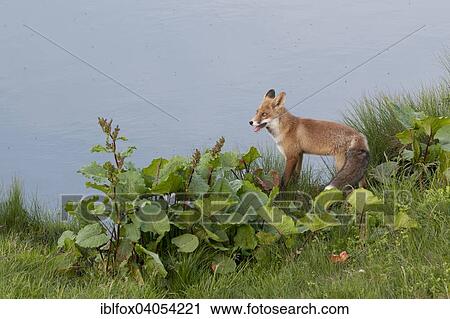 "Red fox (Vulpes vulpes) standing in front of a small mountain lake, Austria, Europe" View Large Photo Image Stock Image - "Red fox (Vulpes vulpes) standing in front of a small mountain lake, Austria, Europe". Fotosearch