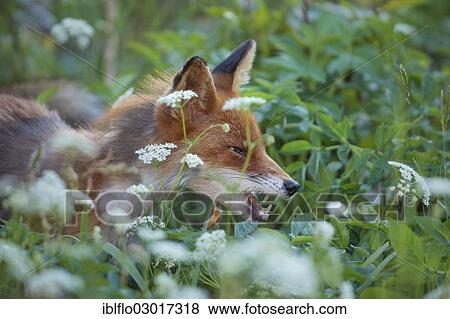 Stock Photo - "Red Fox (Vulpes vulpes) standing in tall grass, Tysnes, Bergen, Hordaland, Western Norway, Norway, Europe". Fotosearch