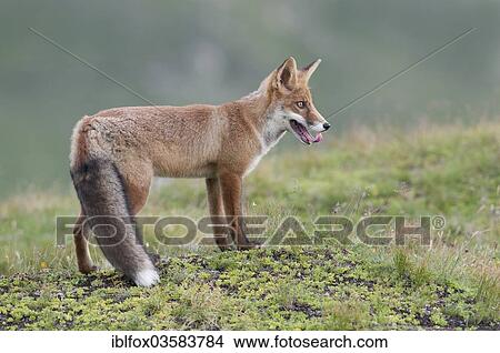 "Red Fox (Vulpes vulpes) standing on an alpine meadow, Tyrolean Unterland, Tyrol, Austria, Europe" View Large Photo Image Picture - "Red Fox (Vulpes vulpes) standing on an alpine meadow, Tyrolean Unterland, Tyrol, Austria, Europe". Fotosearch