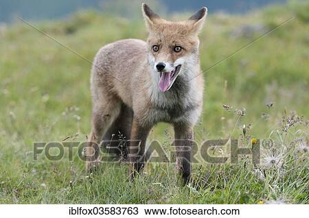 "Red Fox (Vulpes vulpes) standing on an alpine meadow, Tyrolean Unterland, Tyrol, Austria, Europe" View Large Photo Image Stock Image - "Red Fox (Vulpes vulpes) standing on an alpine meadow, Tyrolean Unterland, Tyrol, Austria, Europe". Fotosearch