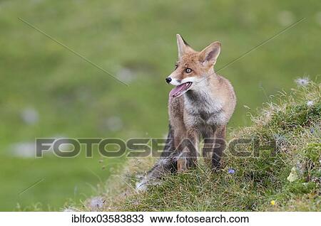 "Red Fox (Vulpes vulpes) standing on an alpine meadow, panting, Tyrolean Unterland, Tyrol, Austria, Europe" View Large Photo Image Stock Image - "Red Fox (Vulpes vulpes) standing on an alpine meadow, panting, Tyrolean Unterland, Tyrol, Austria, Europe". Fotosearch