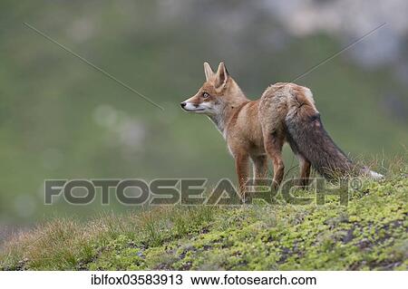"Red Fox (Vulpes vulpes) standing on an alpine meadow, Tyrolean Unterland, Tyrol, Austria, Europe" View Large Photo Image Stock Image - "Red Fox (Vulpes vulpes) standing on an alpine meadow, Tyrolean Unterland, Tyrol, Austria, Europe". Fotosearch