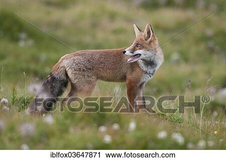 "Red Fox (Vulpes vulpes) standing on an alpine meadow with turned head, Tyrolean Unterland, Tyrol, Austria, Europe" View Large Photo Image Stock Image - "Red Fox (Vulpes vulpes) standing on an alpine meadow with turned head, Tyrolean Unterland, Tyrol, Austria, Europe". Fotosearch