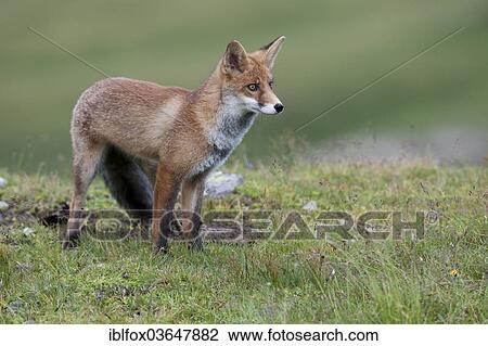 "Red Fox (Vulpes vulpes) standing on an alpine meadow, Tyrolean Unterland, Tyrol, Austria, Europe" View Large Photo Image Stock Image - "Red Fox (Vulpes vulpes) standing on an alpine meadow, Tyrolean Unterland, Tyrol, Austria, Europe". Fotosearch