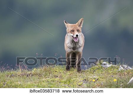 "Red Fox (Vulpes vulpes) standing on an alpine meadow, Tyrolean Unterland, Tyrol, Austria, Europe" View Large Photo Image Stock Photo - "Red Fox (Vulpes vulpes) standing on an alpine meadow, Tyrolean Unterland, Tyrol, Austria, Europe". Fotosearch
