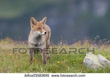 "Red Fox (Vulpes vulpes) standing on an alpine meadow, Tyrolean Unterland, Tyrol, Austria, Europe" View Large Photo Image Stock Photography - "Red Fox (Vulpes vulpes) standing on an alpine meadow, Tyrolean Unterland, Tyrol, Austria, Europe". Fotosearch