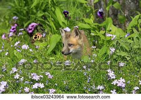 "Red Fox (Vulpes vulpes), ten weeks old, captive, cub on a flower meadow, Montana, United States, North America" View Large Photo Image Picture - "Red Fox (Vulpes vulpes), ten weeks old, captive, cub on a flower meadow, Montana, United States, North America". Fotosearch