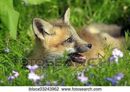 "Red Fox (Vulpes vulpes), ten weeks old, captive, cub on a flower meadow, portrait, Montana, United States, North America" View Large Photo Image Stock Image - "Red Fox (Vulpes vulpes), ten weeks old, captive, cub on a flower meadow, portrait, Montana, United States, North America". Fotosearch