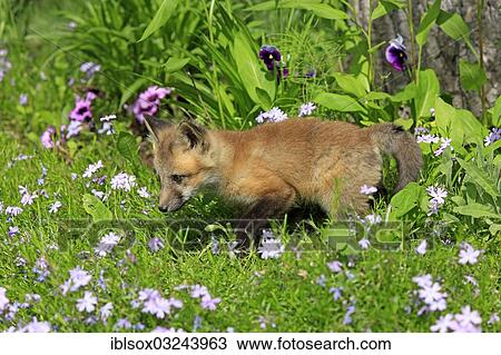 "Red Fox (Vulpes vulpes), ten weeks old, captive, cub on a flower meadow, Montana, United States, North America" View Large Photo Image Stock Image - "Red Fox (Vulpes vulpes), ten weeks old, captive, cub on a flower meadow, Montana, United States, North America". Fotosearch