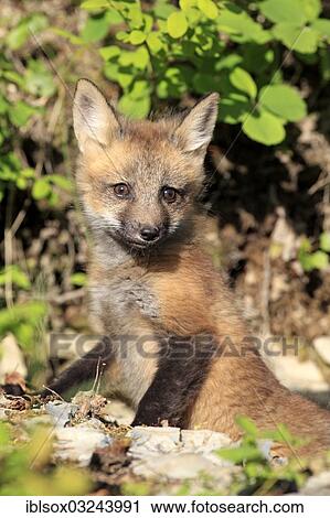 Stock Image - "Red Fox (Vulpes vulpes), ten weeks old, captive, cub, portrait, Montana, United States, North America". Fotosearch