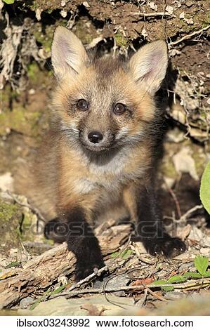 "Red Fox (Vulpes vulpes), ten weeks old, captive, cub, portrait, Montana, United States, North America" View Large Photo Image Stock Image - "Red Fox (Vulpes vulpes), ten weeks old, captive, cub, portrait, Montana, United States, North America". Fotosearch