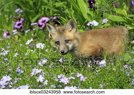 "Red Fox (Vulpes vulpes), ten weeks old, captive, cub on a flower meadow, Montana, United States, North America" View Large Photo Image Stock Photo - "Red Fox (Vulpes vulpes), ten weeks old, captive, cub on a flower meadow, Montana, United States, North America". Fotosearch