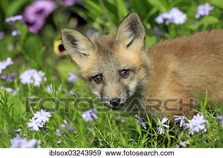 "Red Fox (Vulpes vulpes), ten weeks old, captive, cub on a flower meadow, portrait, Montana, United States, North America" View Large Photo Image Stock Photo - "Red Fox (Vulpes vulpes), ten weeks old, captive, cub on a flower meadow, portrait, Montana, United States, North America". Fotosearch