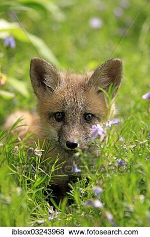 "Red Fox (Vulpes vulpes), ten weeks old, captive, cub on a flower meadow, portrait, Montana, United States, North America" View Large Photo Image Stock Photo - "Red Fox (Vulpes vulpes), ten weeks old, captive, cub on a flower meadow, portrait, Montana, United States, North America". Fotosearch