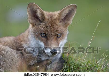 "Red Fox (Vulpes vulpes), Tyrolean Unterland, Tyrol, Austria, Europe" View Large Photo Image Picture - "Red Fox (Vulpes vulpes), Tyrolean Unterland, Tyrol, Austria, Europe". Fotosearch
