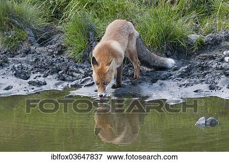 "Red Fox (Vulpes vulpes), vixen watching her reflection in the water, Tyrolean Unterland, Tyrol, Austria, Europe" View Large Photo Image Stock Photo - "Red Fox (Vulpes vulpes), vixen watching her reflection in the water, Tyrolean Unterland, Tyrol, Austria, Europe". Fotosearch