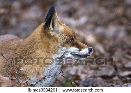 "Red Fox (Vulpes vulpes), Wildpark Knull wildlife park, Homberg, North Hesse, Hesse, Germany, Europe" View Large Photo Image Stock Image - "Red Fox (Vulpes vulpes), Wildpark Knull wildlife park, Homberg, North Hesse, Hesse, Germany, Europe". Fotosearch