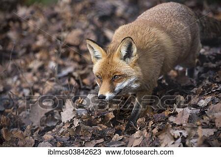 "Red Fox (Vulpes vulpes), Wildpark Knull wildlife park, Homberg, North Hesse, Hesse, Germany, Europe" View Large Photo Image Stock Image - "Red Fox (Vulpes vulpes), Wildpark Knull wildlife park, Homberg, North Hesse, Hesse, Germany, Europe". Fotosearch
