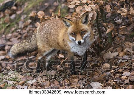Stock Photo - "Red Fox (Vulpes vulpes), Wildpark Knull wildlife park, Homberg, North Hesse, Hesse, Germany, Europe". Fotosearch