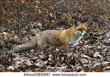 "Red Fox (Vulpes vulpes), Wildpark Knull wildlife park, Homberg, North Hesse, Hesse, Germany, Europe" View Large Photo Image Stock Photo - "Red Fox (Vulpes vulpes), Wildpark Knull wildlife park, Homberg, North Hesse, Hesse, Germany, Europe". Fotosearch