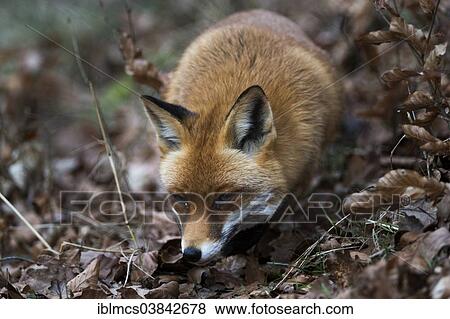 "Red Fox (Vulpes vulpes), Wildpark Knull wildlife park, Homberg, North Hesse, Hesse, Germany, Europe" View Large Photo Image Stock Photo - "Red Fox (Vulpes vulpes), Wildpark Knull wildlife park, Homberg, North Hesse, Hesse, Germany, Europe". Fotosearch