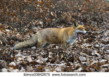 "Red Fox (Vulpes vulpes), Wildpark Knull wildlife park, Homberg, North Hesse, Hesse, Germany, Europe" View Large Photo Image Stock Photography - "Red Fox (Vulpes vulpes), Wildpark Knull wildlife park, Homberg, North Hesse, Hesse, Germany, Europe". Fotosearch