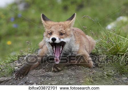 Stock Image - "Red Fox (Vulpes vulpes), yawning, Tyrol, Austria, Europe". Fotosearch