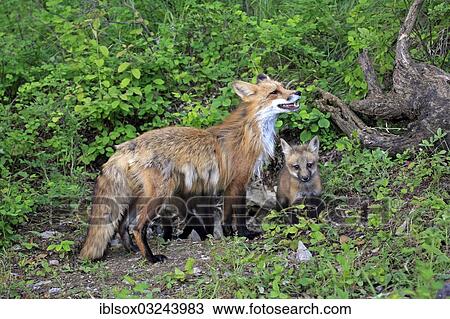 "Red Foxes (Vulpes vulpes), captive, mother with cubs, ten weeks old, Montana, United States, North America" View Large Photo Image Stock Image - "Red Foxes (Vulpes vulpes), captive, mother with cubs, ten weeks old, Montana, United States, North America". Fotosearch