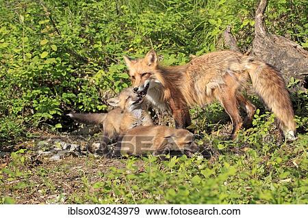 "Red Foxes (Vulpes vulpes), captive, mother with cubs, ten weeks old, Montana, United States, North America" View Large Photo Image Stock Photo - "Red Foxes (Vulpes vulpes), captive, mother with cubs, ten weeks old, Montana, United States, North America". Fotosearch