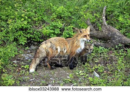 "Red Foxes (Vulpes vulpes), captive, mother with cubs, ten weeks old, Montana, United States, North America" View Large Photo Image Stock Photo - "Red Foxes (Vulpes vulpes), captive, mother with cubs, ten weeks old, Montana, United States, North America". Fotosearch