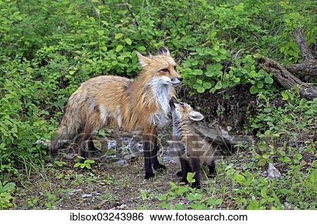 "Red Foxes (Vulpes vulpes), captive, mother with a cub, ten weeks old, Montana, United States, North America" View Large Photo Image Stock Photograph - "Red Foxes (Vulpes vulpes), captive, mother with a cub, ten weeks old, Montana, United States, North America". Fotosearch
