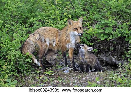 "Red Foxes (Vulpes vulpes), captive, mother with cubs, ten weeks old, Montana, United States, North America" View Large Photo Image Stock Photography - "Red Foxes (Vulpes vulpes), captive, mother with cubs, ten weeks old, Montana, United States, North America". Fotosearch