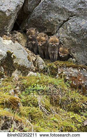 "Red foxes (Vulpes vulpes), cubs, Schopfloch, Swabian Jura, Baden-Wuerttemberg, Germany, Europe" View Large Photo Image Stock Image - "Red foxes (Vulpes vulpes), cubs, Schopfloch, Swabian Jura, Baden-Wuerttemberg, Germany, Europe". Fotosearch