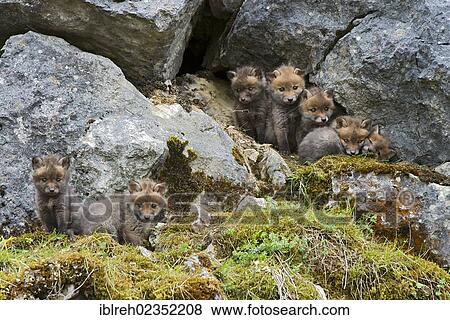 "Red foxes (Vulpes vulpes), cubs, Schopfloch, Swabian Jura, Baden-Wuerttemberg, Germany, Europe" View Large Photo Image Stock Photo - "Red foxes (Vulpes vulpes), cubs, Schopfloch, Swabian Jura, Baden-Wuerttemberg, Germany, Europe". Fotosearch