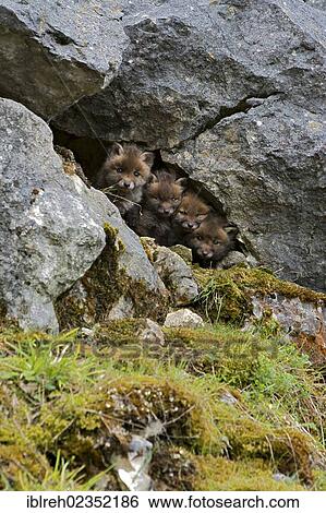 Stock Photograph - "Red foxes (Vulpes vulpes), cubs, Schopfloch, Swabian Jura, Baden-Wuerttemberg, Germany, Europe". Fotosearch