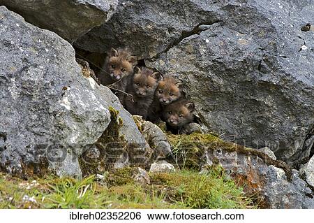 "Red foxes (Vulpes vulpes), cubs, Schopfloch, Swabian Jura, Baden-Wuerttemberg, Germany, Europe" View Large Photo Image Stock Photograph - "Red foxes (Vulpes vulpes), cubs, Schopfloch, Swabian Jura, Baden-Wuerttemberg, Germany, Europe". Fotosearch