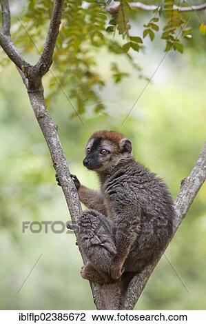 "Red-fronted Brown Lemur (Eulemur rufifrons), adult, sitting in tree, Isalo National Park, Ihorombe Region, Madagascar, Africa" View Large Photo Image Stock Image - "Red-fronted Brown Lemur (Eulemur rufifrons), adult, sitting in tree, Isalo National Park, Ihorombe Region, Madagascar, Africa". Fotosearch