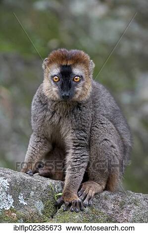 "Red-fronted Brown Lemur (Eulemur rufifrons), adult, sitting on rock, Isalo National Park, Ihorombe Region, Madagascar, Africa" View Large Photo Image Stock Image - "Red-fronted Brown Lemur (Eulemur rufifrons), adult, sitting on rock, Isalo National Park, Ihorombe Region, Madagascar, Africa". Fotosearch