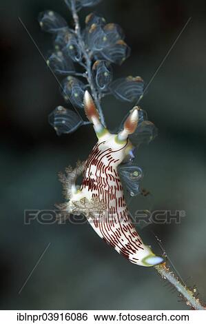 "Red-Gilled Nembrotha (Nembrotha rutilans), feeding on Sea Squirts (Ascidiacea), Great Barrier Reef, UNESCO World Natural Heritage Site, Pacific Ocean, Queensland, Australia, Oceania" View Large Photo Image Stock Photograph - "Red-Gilled Nembrotha (Nembrotha rutilans), feeding on Sea Squirts (Ascidiacea), Great Barrier Reef, UNESCO World Natural Heritage Site, Pacific Ocean, Queensland, Australia, Oceania". Fotosearch