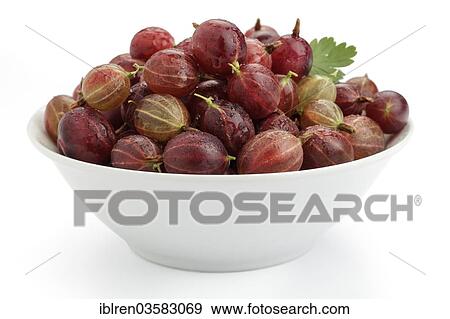 "Red gooseberries (Ribes uva-crispa, Ribes grossularia) in a bowl" View Large Photo Image Stock Photo - "Red gooseberries (Ribes uva-crispa, Ribes grossularia) in a bowl". Fotosearch