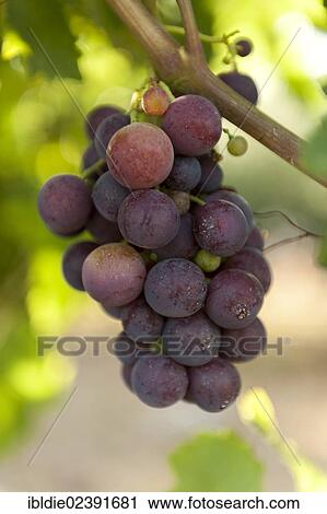 "Red grapes on a vine, """"Cardinal"""" grape variety, Croatia, Southern Europe, Europe" View Large Photo Image Stock Image - "Red grapes on a vine, """"Cardinal"""" grape variety, Croatia, Southern Europe, Europe". Fotosearch