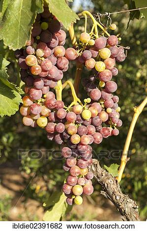 "Red grapes on a vine, """"Cardinal"""" grape variety, Croatia, Southern Europe, Europe" View Large Photo Image Stock Image - "Red grapes on a vine, """"Cardinal"""" grape variety, Croatia, Southern Europe, Europe". Fotosearch