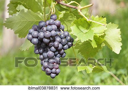 "Red grapes on the vine, Baden-Wurttemberg, Germany, Europe" View Large Photo Image Stock Image - "Red grapes on the vine, Baden-Wurttemberg, Germany, Europe". Fotosearch