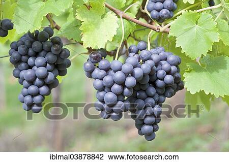 "Red grapes on the vine, Baden-Wurttemberg, Germany, Europe" View Large Photo Image Stock Image - "Red grapes on the vine, Baden-Wurttemberg, Germany, Europe". Fotosearch