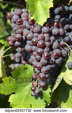"Red grapes on the vines in the vineyards of Hajos, Hungary, Europe" View Large Photo Image Stock Image - "Red grapes on the vines in the vineyards of Hajos, Hungary, Europe". Fotosearch