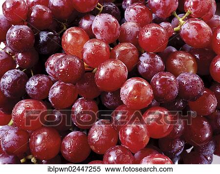Red grapes View Large Photo Image Stock Photography - Red grapes. Fotosearch