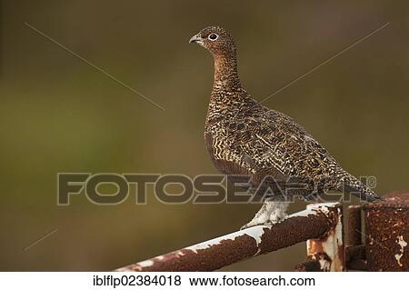 "Red Grouse (Lagopus lagopus scoticus), adult female, standing on rusty farm gate, North Yorkshire, England, United Kingdom, Europe" View Large Photo Image Stock Photo - "Red Grouse (Lagopus lagopus scoticus), adult female, standing on rusty farm gate, North Yorkshire, England, United Kingdom, Europe". Fotosearch