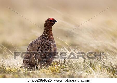 "Red Grouse (Lagopus lagopus scoticus), adult male, with raindrops on back, standing in windblown grass, Lammermuir Hills, Scottish Borders, Scotland, United Kingdom, Europe" View Large Photo Image Stock Photography - "Red Grouse (Lagopus lagopus scoticus), adult male, with raindrops on back, standing in windblown grass, Lammermuir Hills, Scottish Borders, Scotland, United Kingdom, Europe". Fotosearch